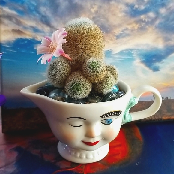 I ❤ OFFERS Thank You For Peeking In At My Closet ❤ - Picture 4 of 12